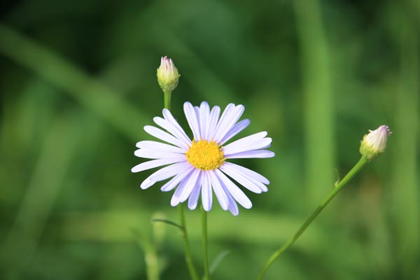 花儿 摄影 红叶123