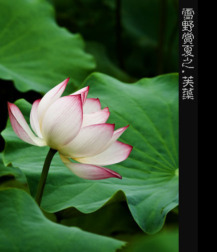 雪野夏赏.芙蕖 摄影 雪野若菲