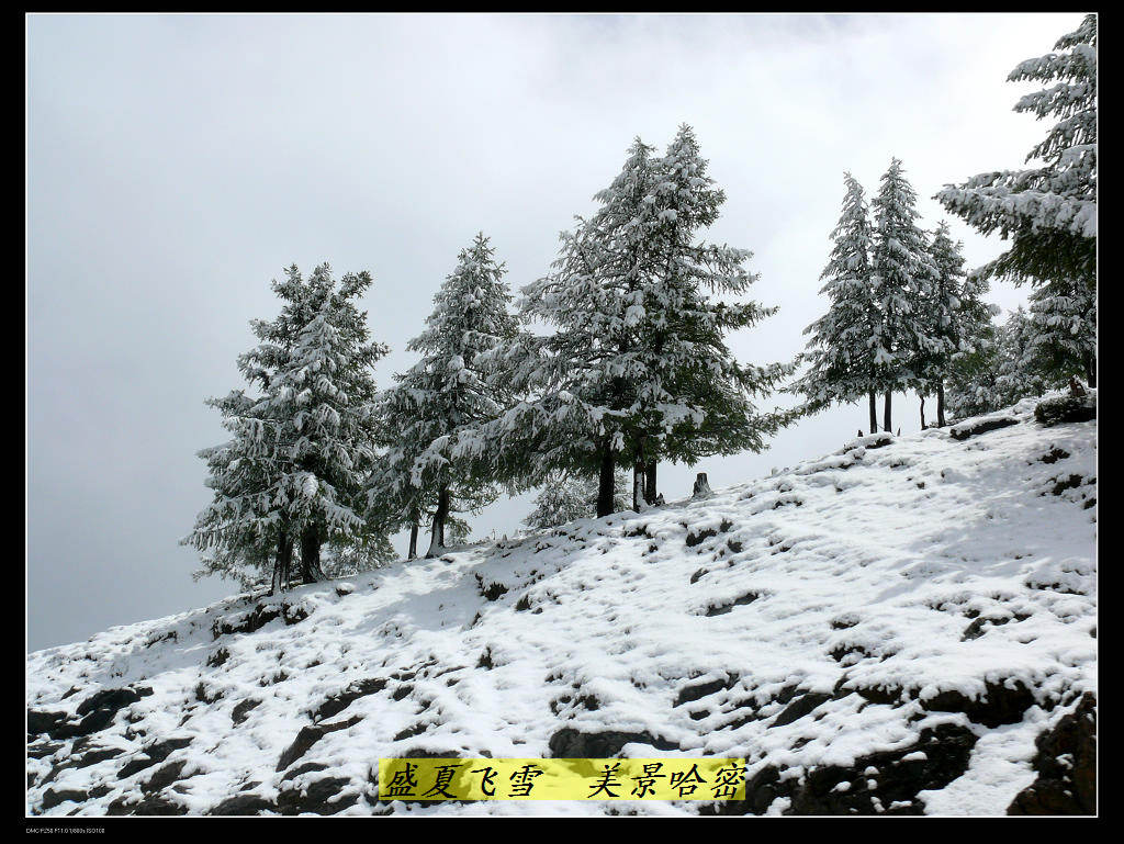 雪松 摄影 戈壁雄鹰