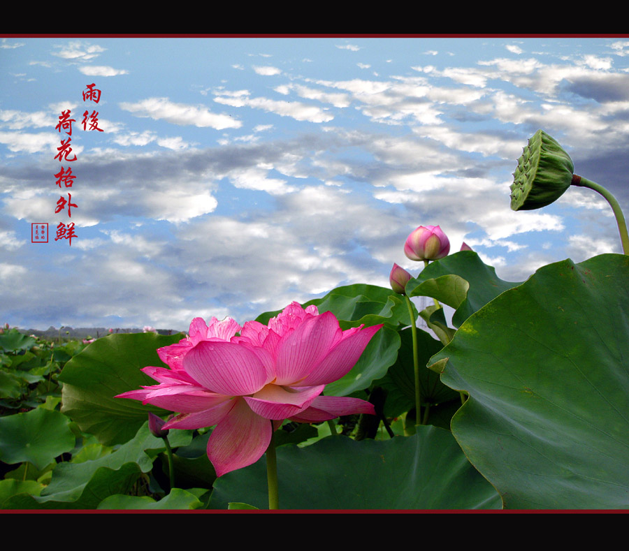 雨后荷花格外鲜 摄影 静静的月亮