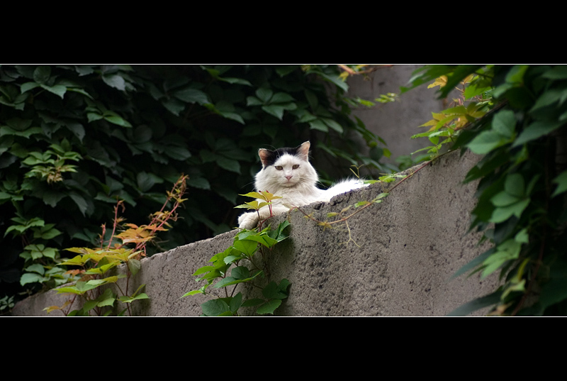 流浪猫的故事 摄影 雪山红