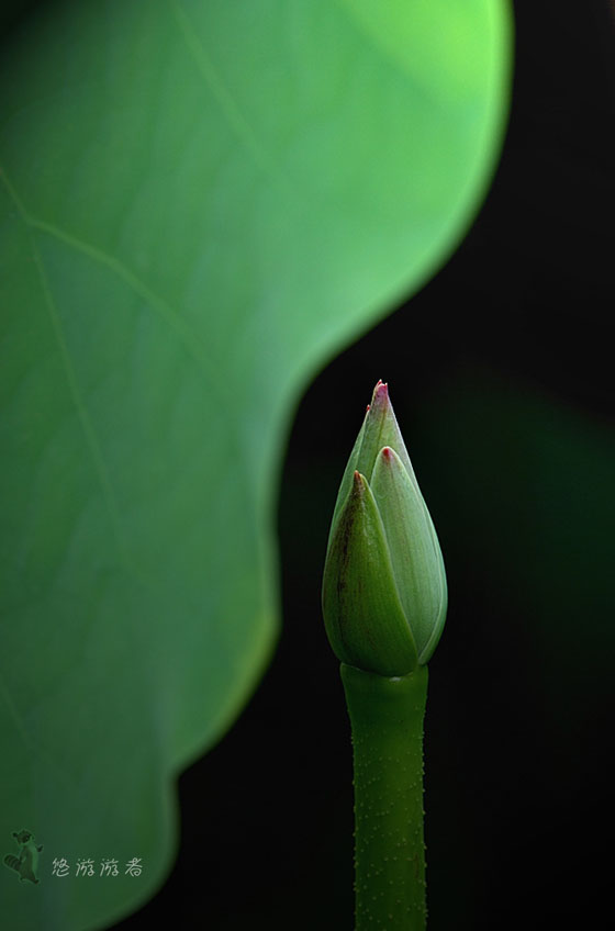 小荷才露尖尖角 摄影 飞行鱼