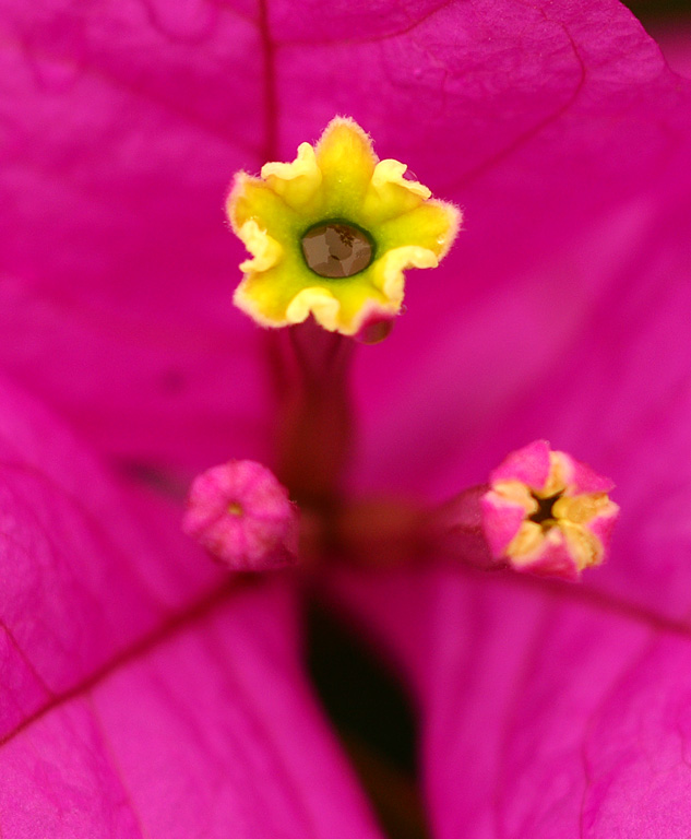 花蕊 摄影 因你而来