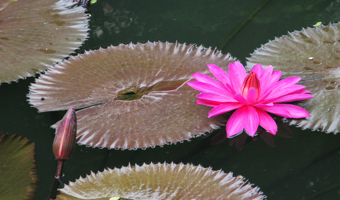 出水芙蓉 摄影 赖英