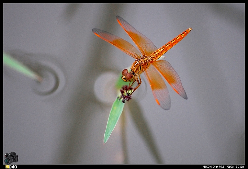 落草蜻蜓 摄影 Windshield