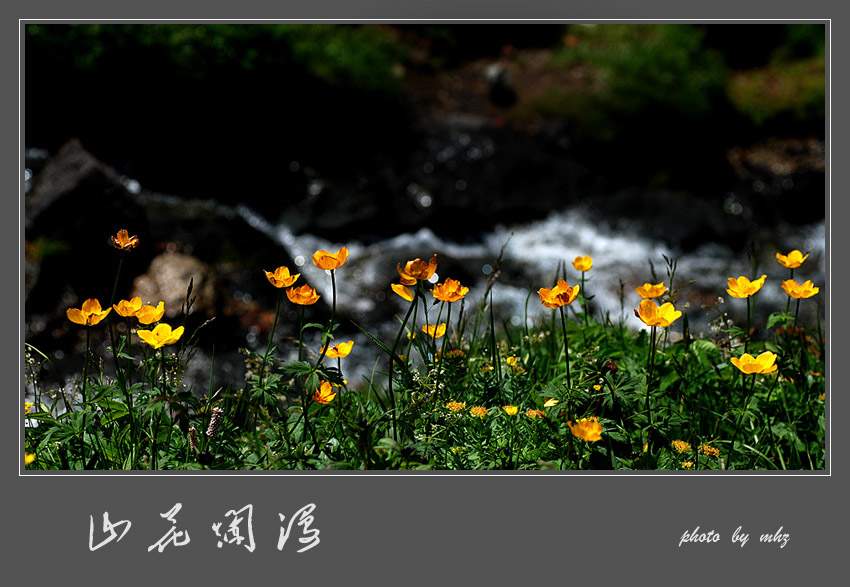 《山花烂漫》 摄影 都来评评