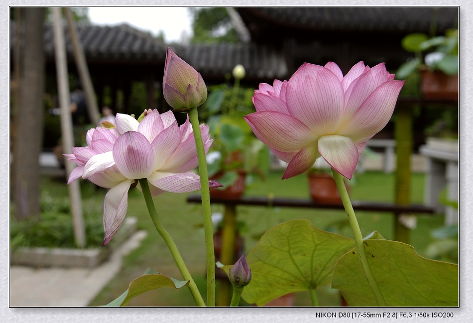 荷花 摄影 li-wei