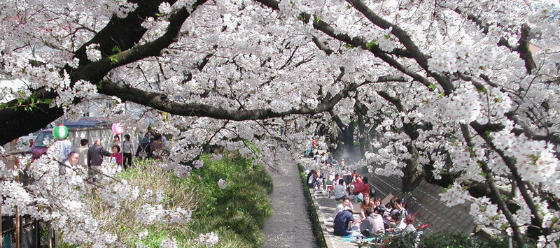 赏樱 摄影 mitaka