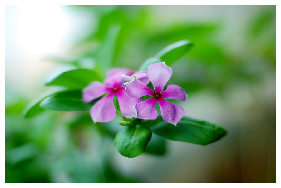 花非花 摄影 燃放共同