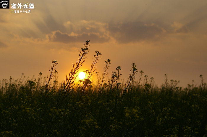 夕阳 摄影 小栏花木