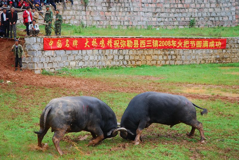 斗牛 摄影 摁彩