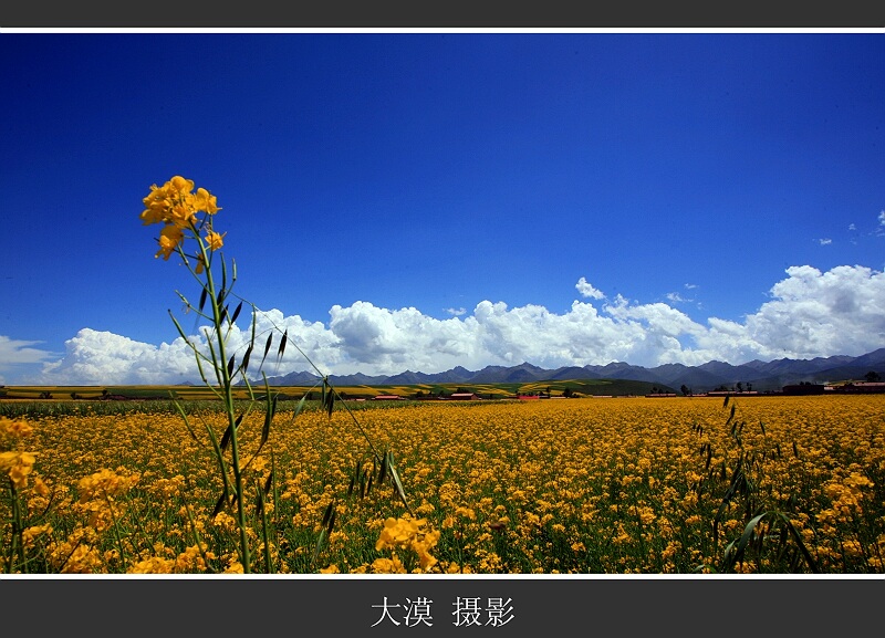 油菜花香 摄影 沙漠风暴