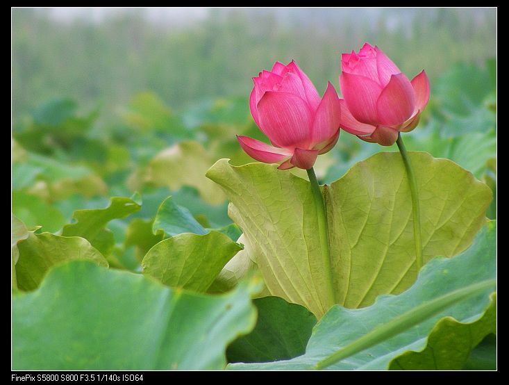 姐妹情深深 摄影 摇曳探花