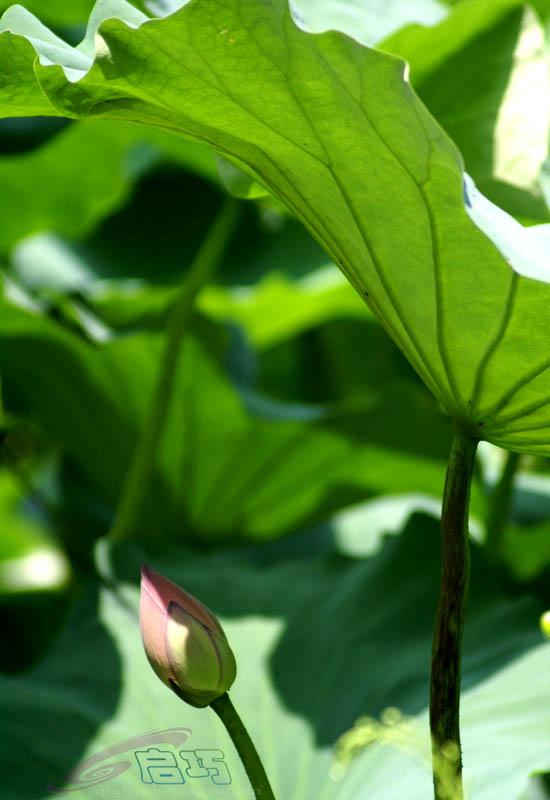 呵护 摄影 秦绪荣