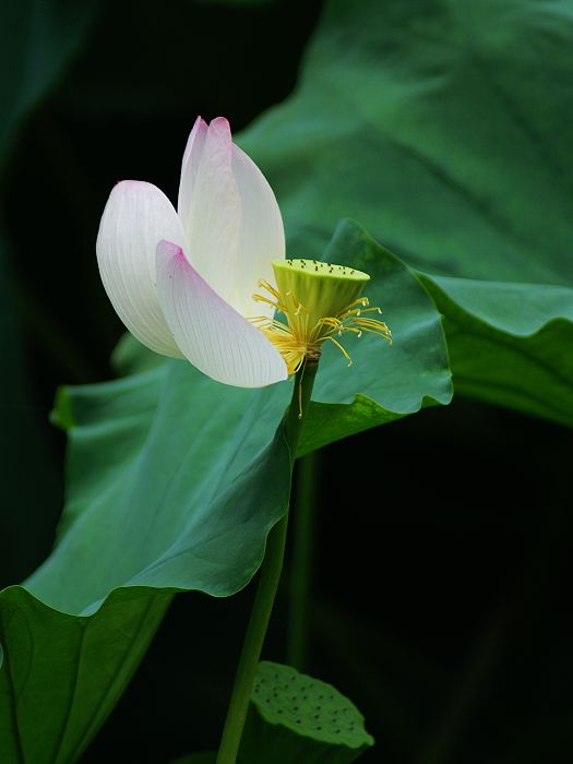 孤立 摄影 叶子杂草