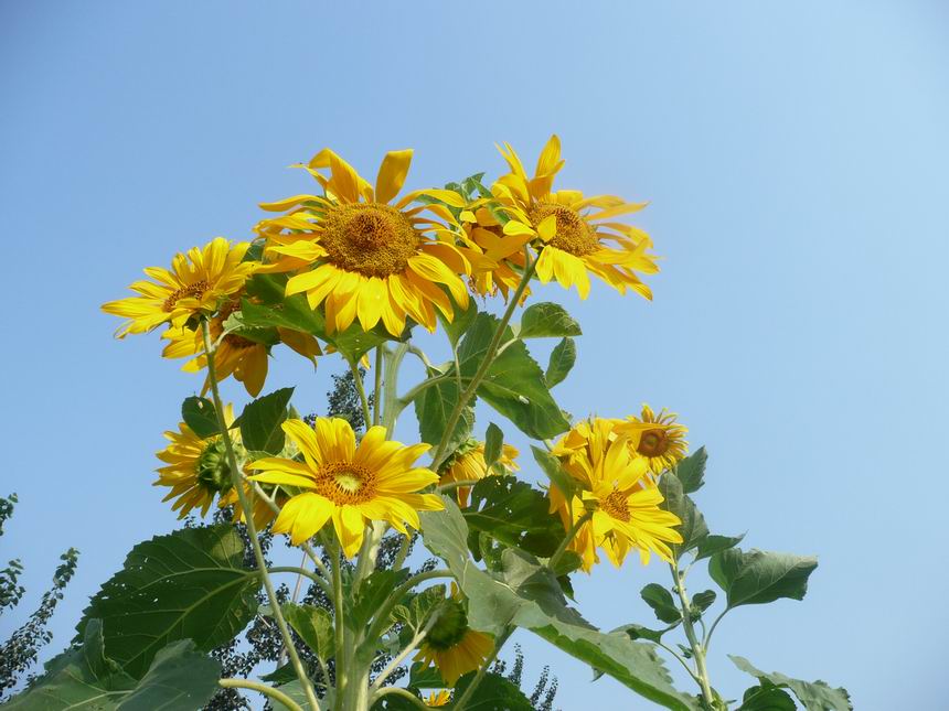 花儿朵朵像太阳 摄影 pangzhuzhu