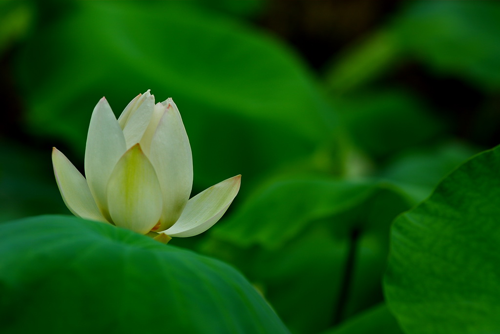 芙蓉仙子 摄影 牮君