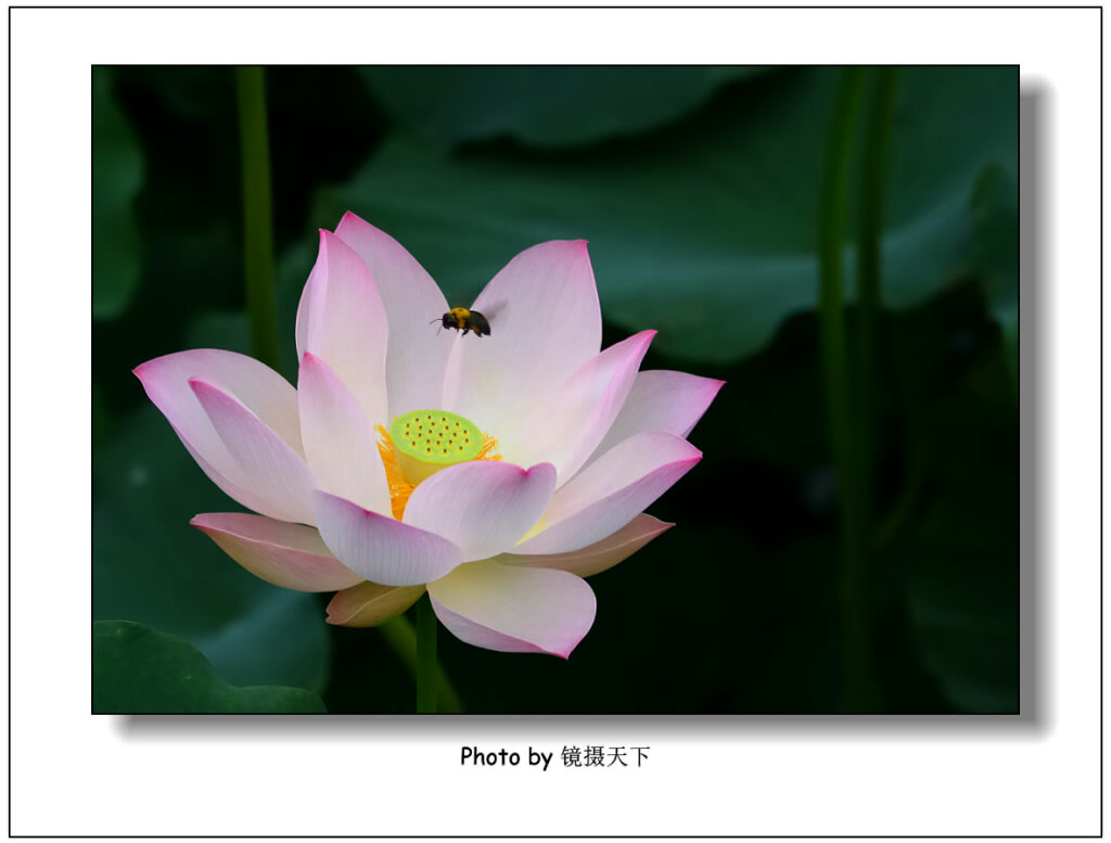 《荷花飘香》 摄影 镜摄天下