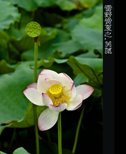 荷花莲子 摄影 雪野若菲