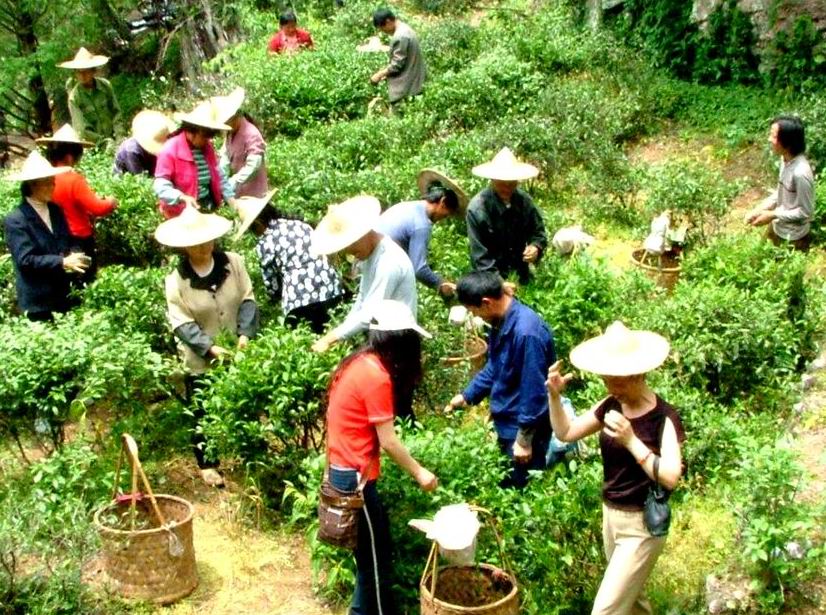 武夷山上采茶忙 摄影 宋士杰