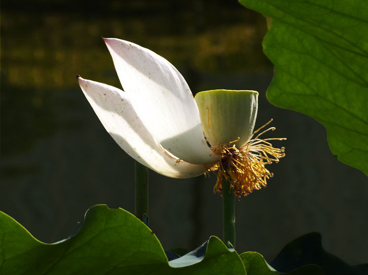 花逝 摄影 平淡似水