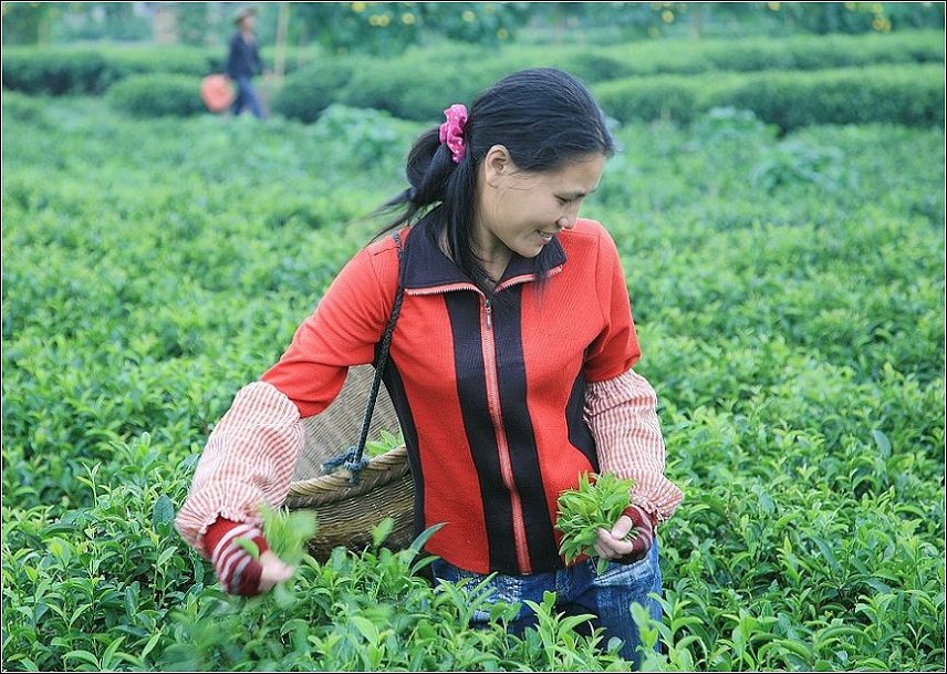 山茶花 摄影 亚庆