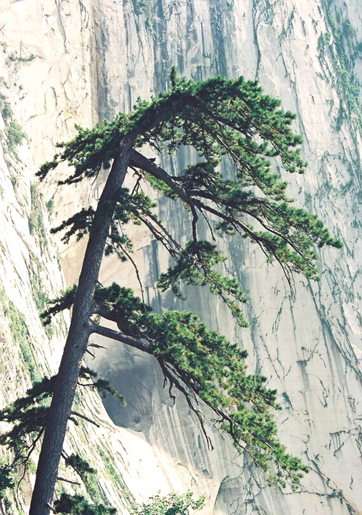 华山松 摄影 清风书影