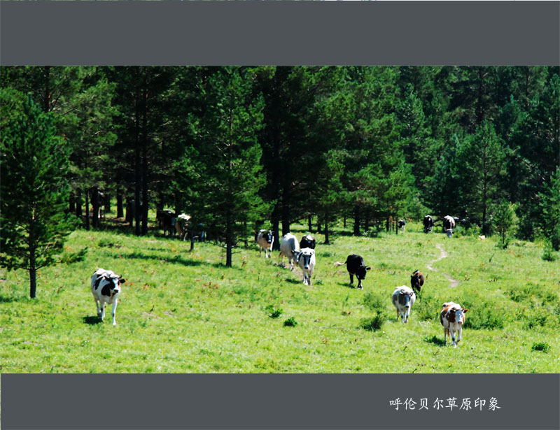 牧在林海草原 摄影 山雀