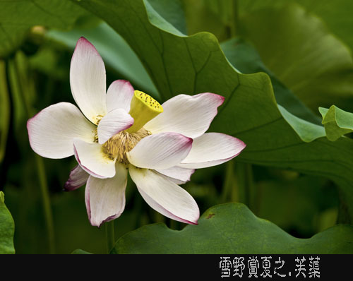 开到荼蘼 摄影 雪野若菲