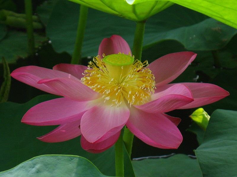 竟  放 摄影 夏日雪花