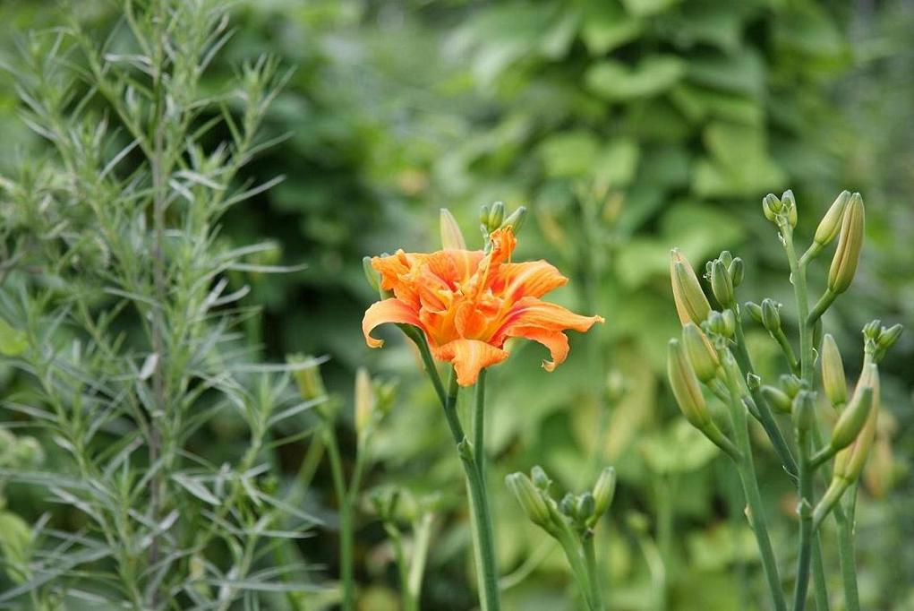 黄花菜2 摄影 孔雀鱼