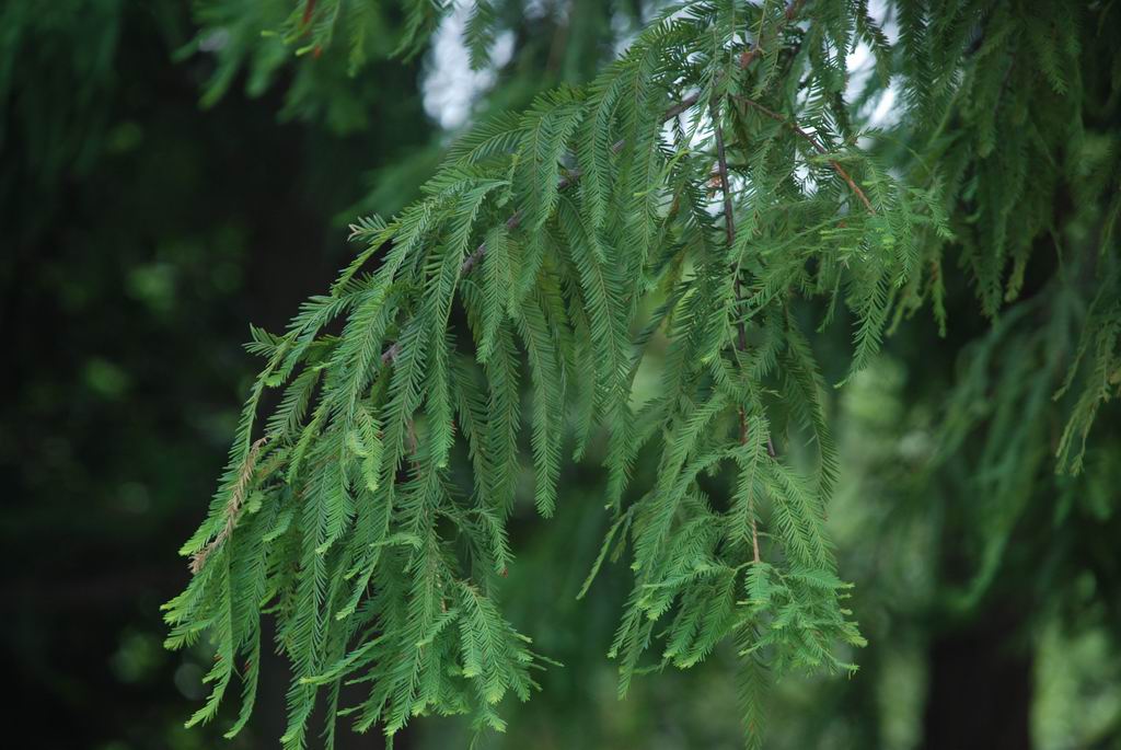 水衫特写 摄影 采纳