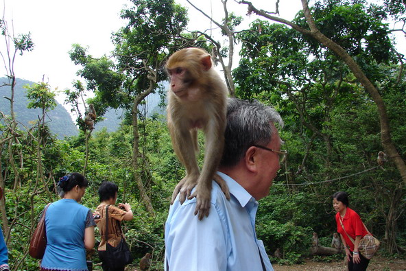 霸王猴欺负游客 摄影 默墨