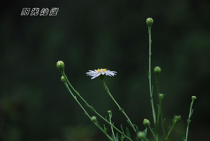 小花一朵 摄影 阳光灿烂中