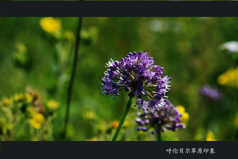 沐浴草原的阳光 摄影 山雀