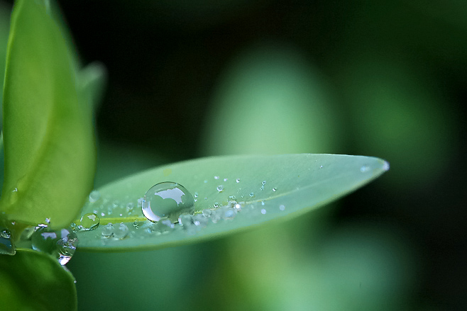 雨后花更艳-12， 水滴 摄影 ysman