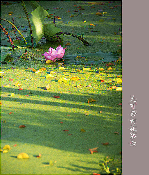 无可奈何花落去 摄影 雨亦奇