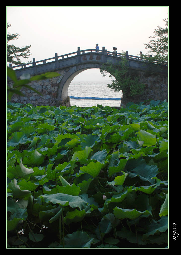 长春桥 摄影 小红椒