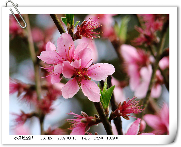 桃花 摄影 聪明的小蚂蚁