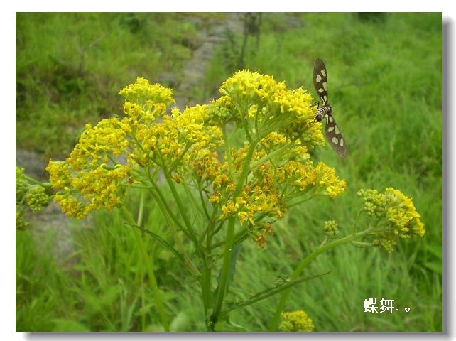 幸福象花儿一样 摄影 迦若珈蓝