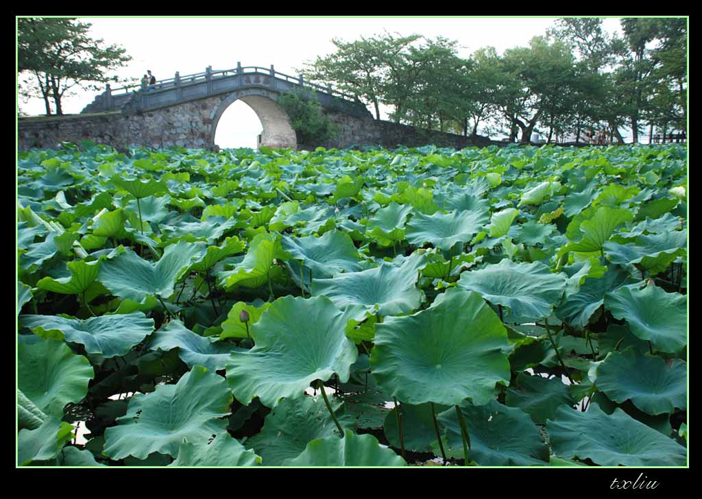 长春桥畔荷花池 摄影 小红椒