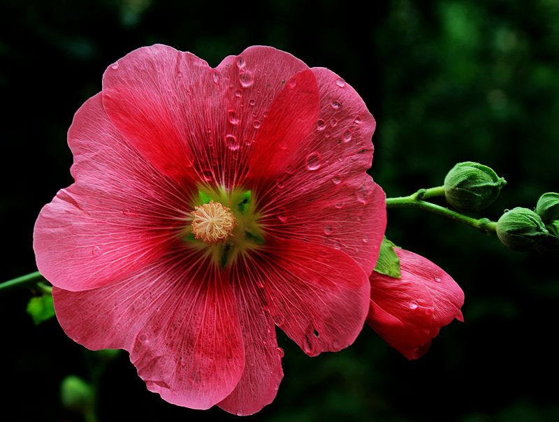 雨后花 摄影 yueerwanwan