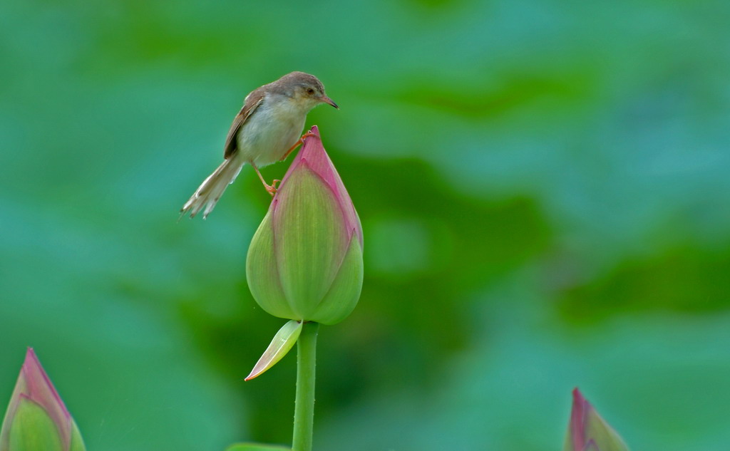 护花使者 摄影 chenheyong