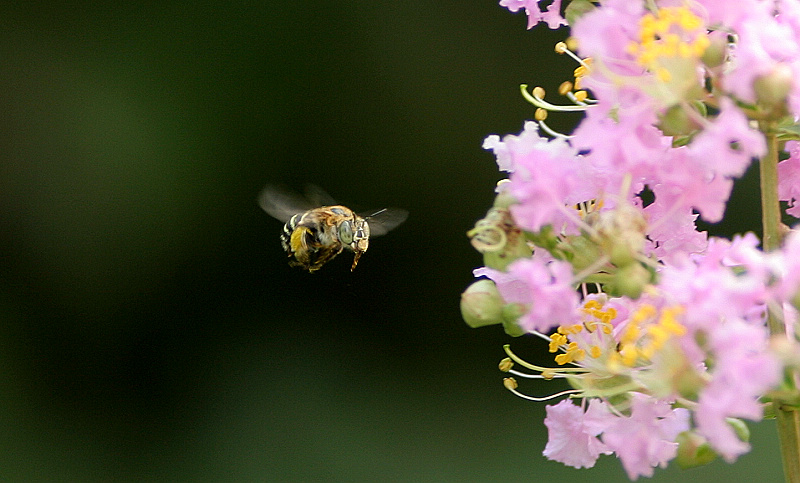 蜜蜂 摄影 山村大夫