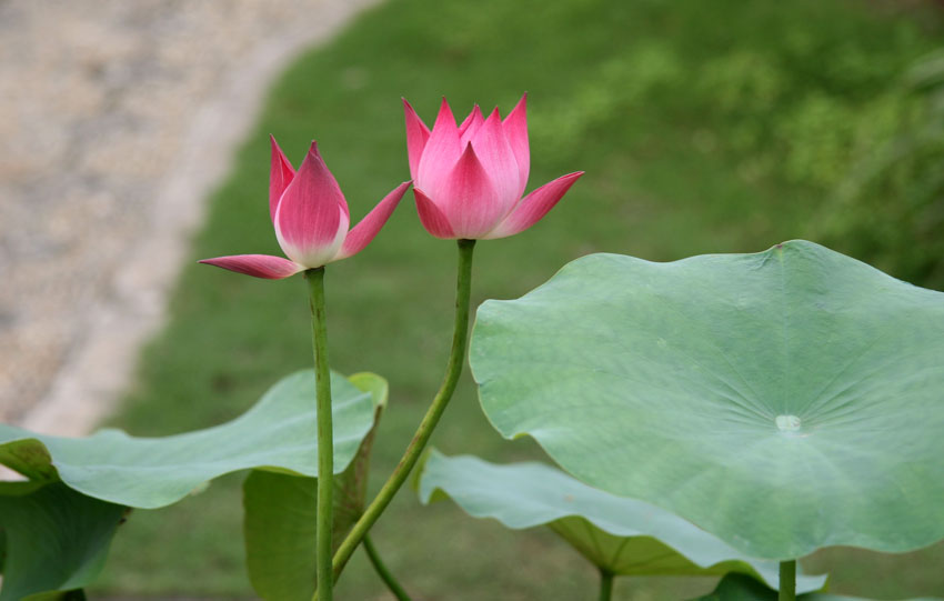 夏恋 摄影 小夏橙子