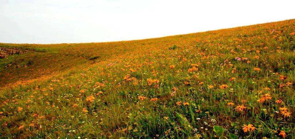 花海3 摄影 朝花夕摄