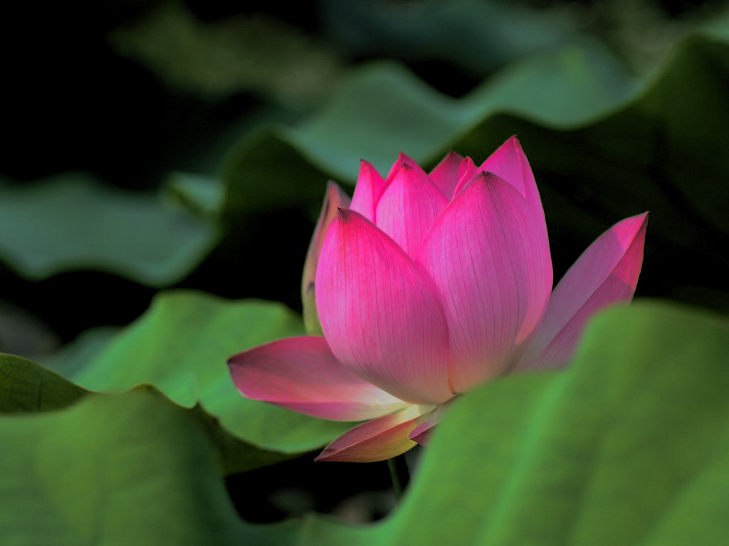 荷花 摄影 laochouyu