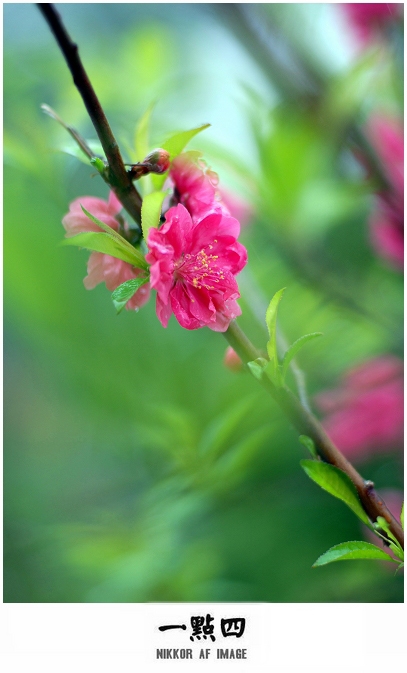 桃色妖娆 摄影 静听松风