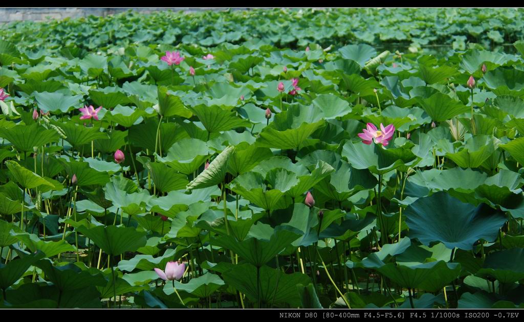 荷季 摄影 猎鹰-60