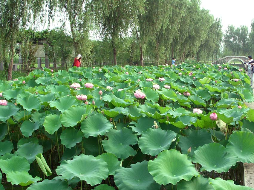 南京荷花基地一角 摄影 若木